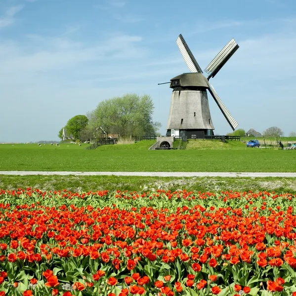 Вітряний млин в Нідерландах — стокове фото