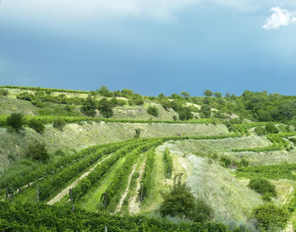 Stock image Vineyards