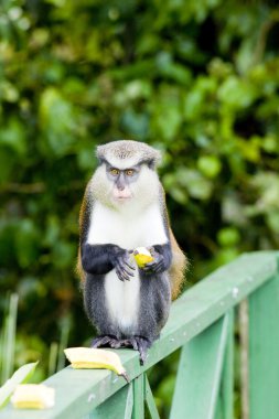 Monkey with banana clipart