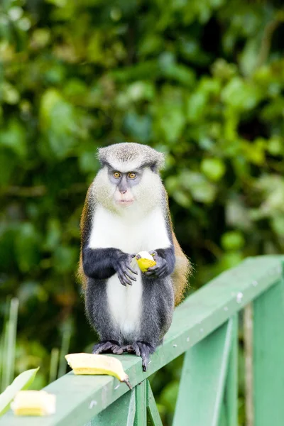 Affe mit Banane — Stockfoto