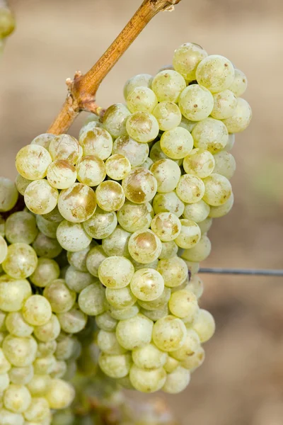 Stock image Grapevines