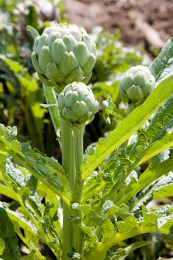 Artichokes clipart