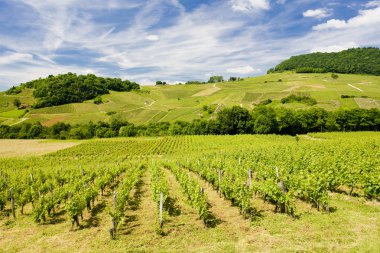 Vineyard in France clipart