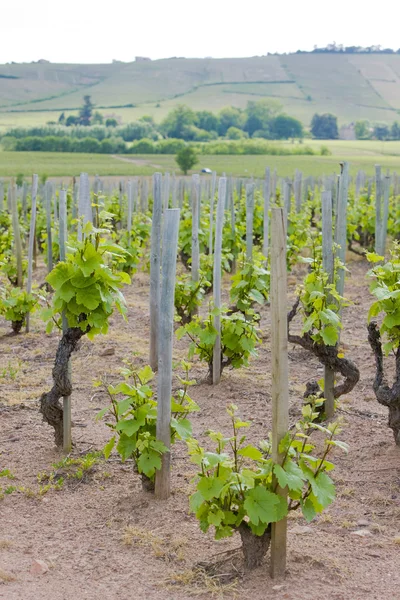 Vineyard Fransa — Stok fotoğraf