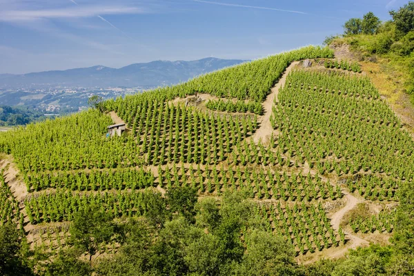 Виноградники Франции — стоковое фото
