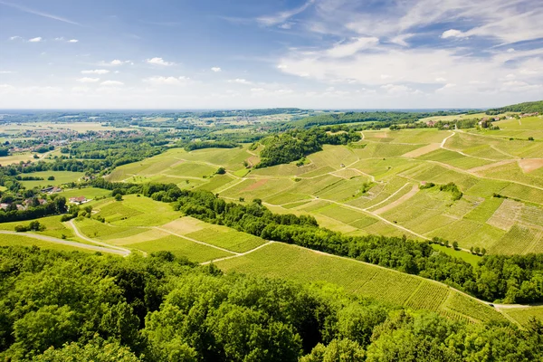 Vineyard in France — Stock Photo, Image