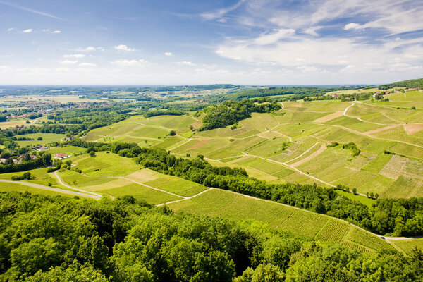 Vineyard in France