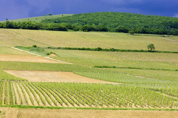 Podgoria din Franța — Fotografie, imagine de stoc