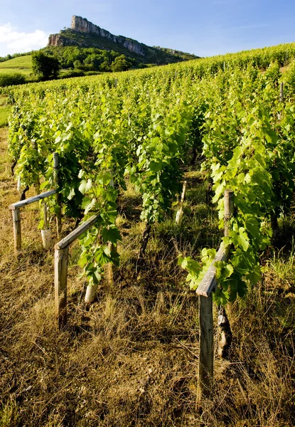 Burgundy — Stock Photo, Image