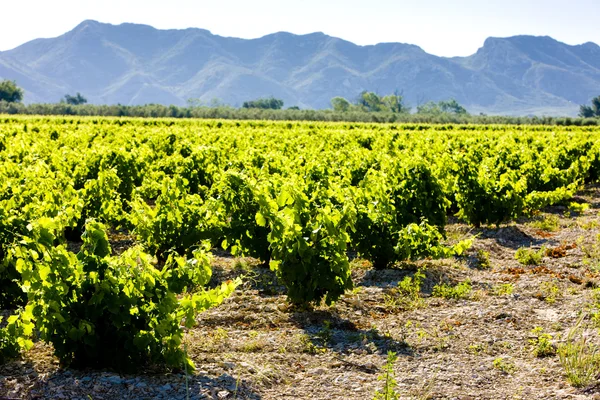 Vineyard in France Stock Image