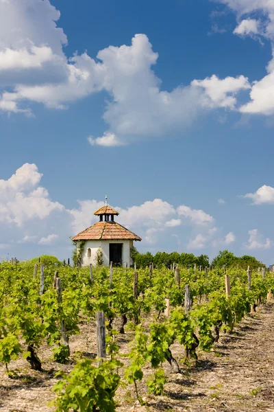 Wijngaard in Frankrijk — Stockfoto