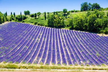 Lavender field clipart