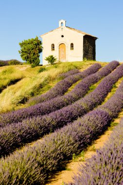 Plateau de Valensole clipart