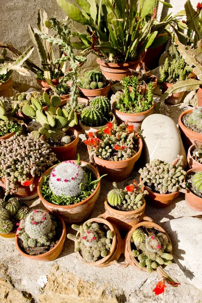 Cactuses — Stock Photo, Image