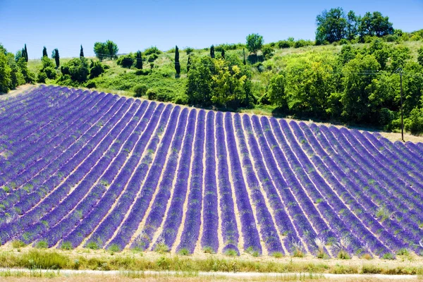 stock image Lavender field