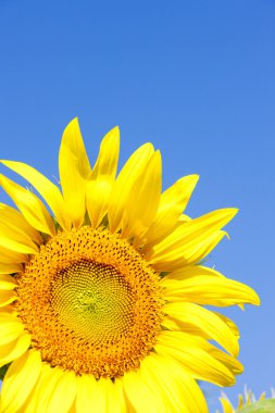 Sunflower clipart