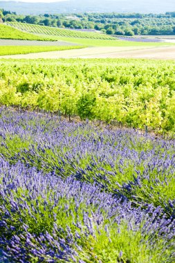 Lavender field clipart