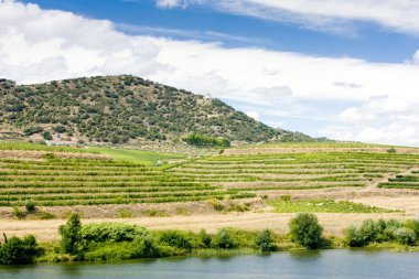 douro üzüm bağları