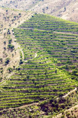 douro üzüm bağları