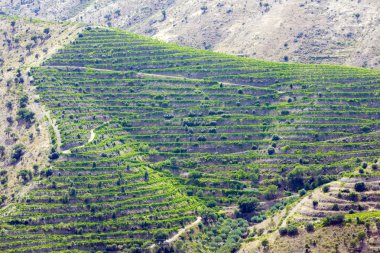 douro üzüm bağları