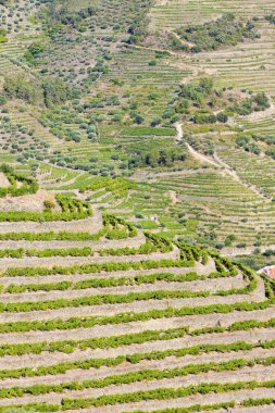 douro üzüm bağları