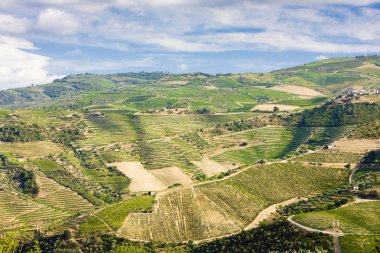 douro üzüm bağları