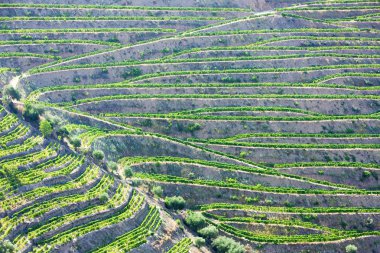 Vineyards in Douro clipart