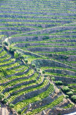 douro üzüm bağları