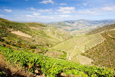 douro üzüm bağları