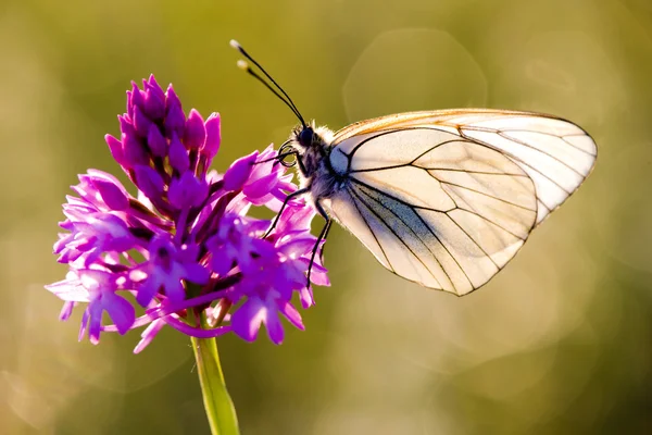 Papillon avec fleur — Photo