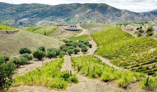 Wijngaarden in douro — Stockfoto