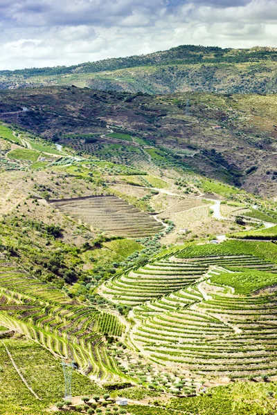 Vignobles en Douro — Photo