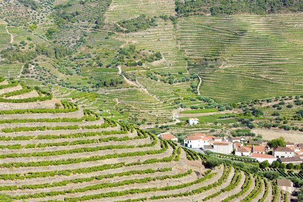 Douro üzüm bağları — Stok fotoğraf