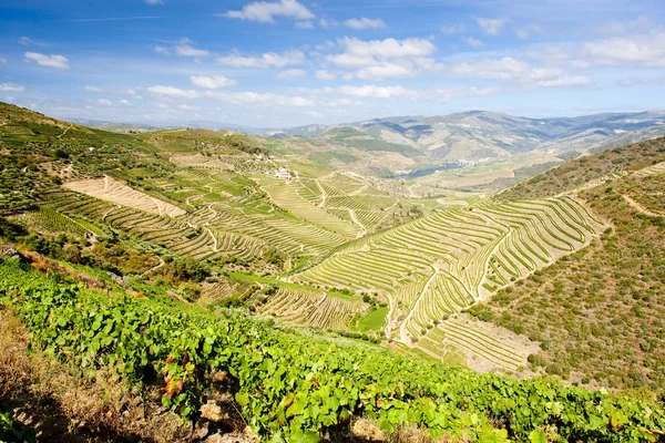 Winnice w douro — Zdjęcie stockowe
