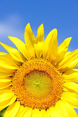 Sunflower clipart