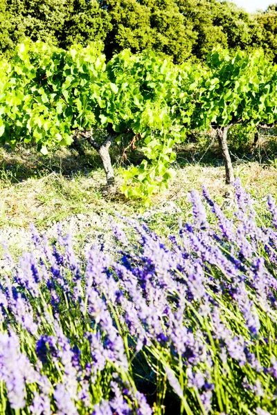 Lawendowe pole z winnicy — Zdjęcie stockowe