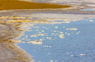 Camargue