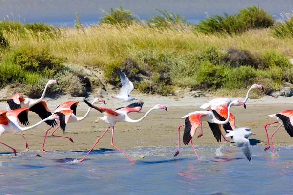 stock image Flamingos