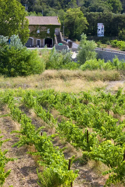 Vineyard in France — Stock Photo, Image