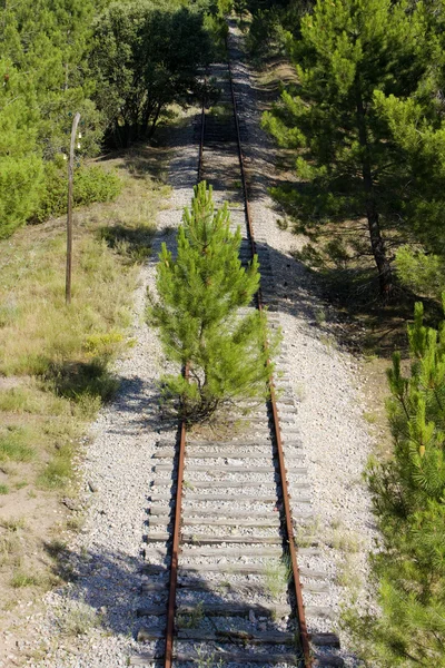 Überwucherte Gleise — Stockfoto