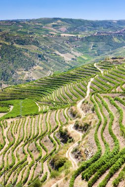 douro üzüm bağları