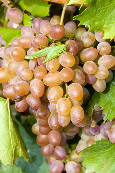 Grapevines — Stock Photo, Image
