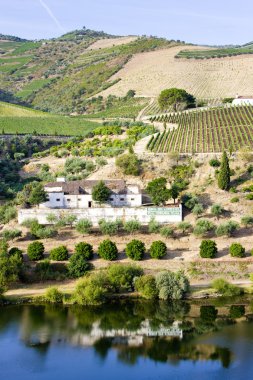 douro üzüm bağları