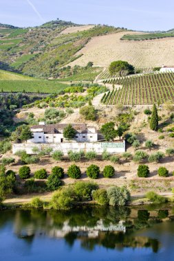 Vineyards in Douro clipart