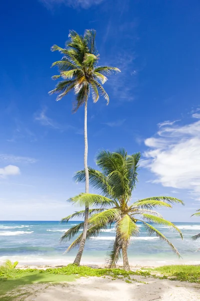 Barbados — Stock fotografie