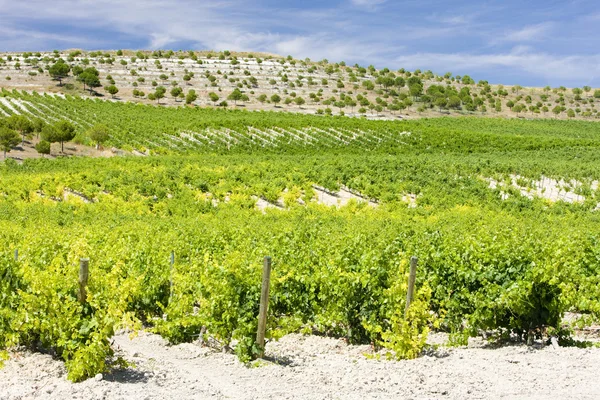 Виноградники Испании — стоковое фото
