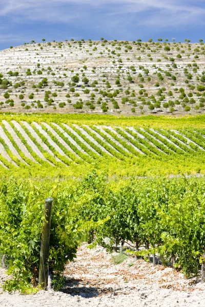 スペインのブドウ園 — ストック写真