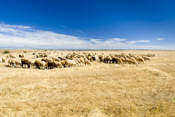 Sheep — Stock Photo, Image