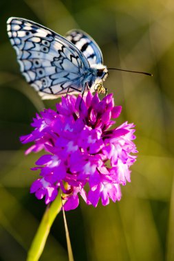 Butterfly with flower clipart