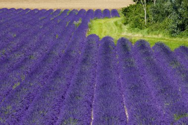 Lavender field clipart